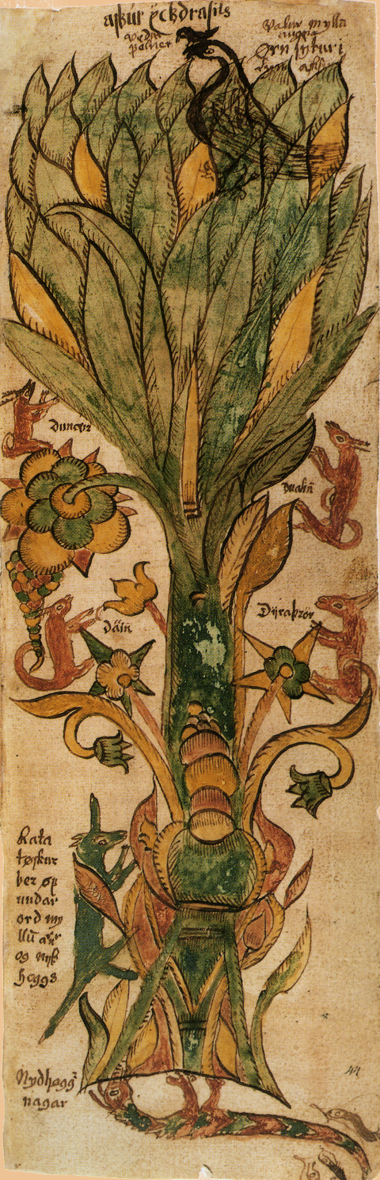 El árbol del mundo, el Yggdrasil, está habitado por una serie de fantasticos animales que dan una idea acerca de la concepción que los antiguos habitantes nórdicos tenían del universo como se puede ver en esat imagen tomada de n antiguo manuscrito.