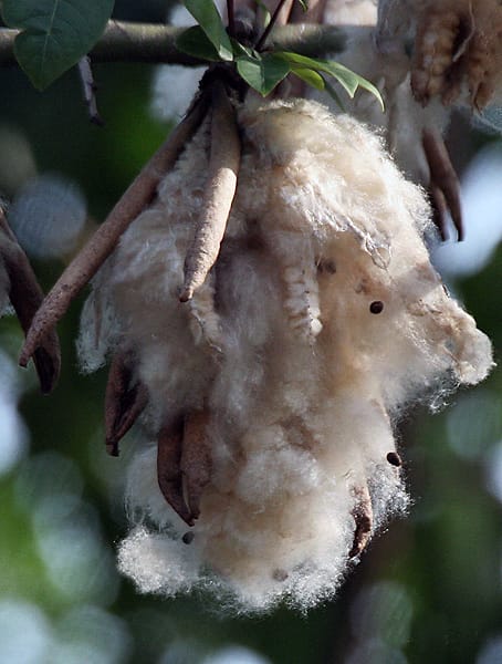 Primer plano de las vainas y fibras de la ceiba, árbol venerado por los mayas como eje del cosmos. Sus fibras, conocidas como kapok, tienen usos textiles tradicionales.